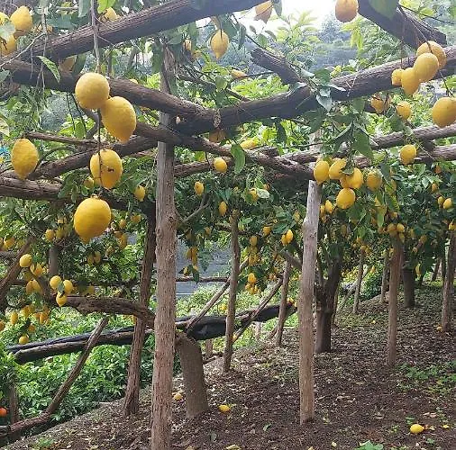 La Valle Delle Ferriere Oda ve Kahvaltı Amalfi