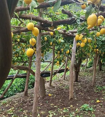 瓦尔费里尔旅馆 4* 阿马尔菲