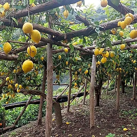 לינה וארוחת בוקר La Valle Delle Ferriere