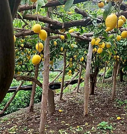 La Valle Delle Ferriere Oda ve Kahvaltı Amalfi