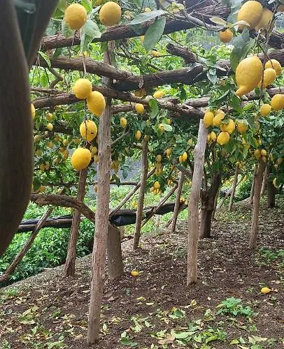 La Valle Delle Ferriere 4* Amalfi